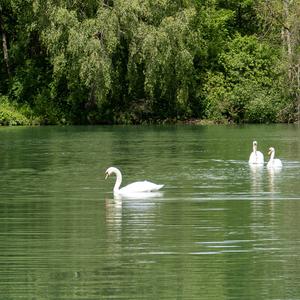 Höckerschwan