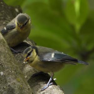 Blue Tit