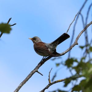 Fieldfare