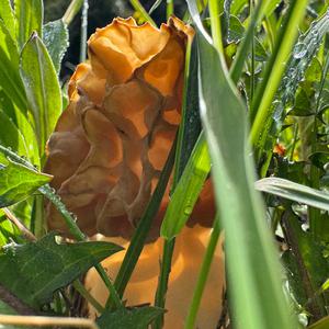 Yellow Morel