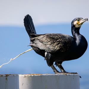 Great Cormorant