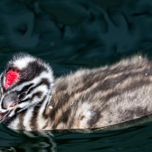 Great Crested Grebe