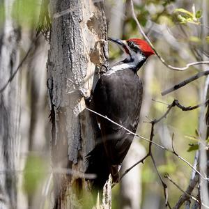 Pileated Woodpecker