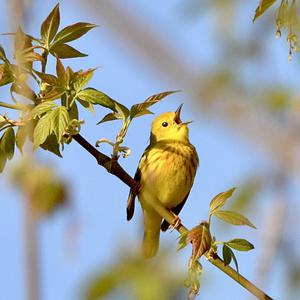 Yellow Warbler