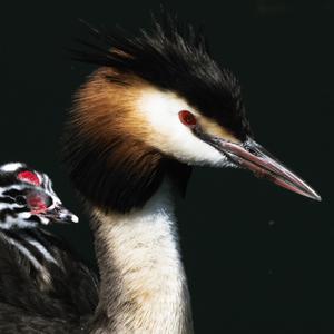 Great Crested Grebe