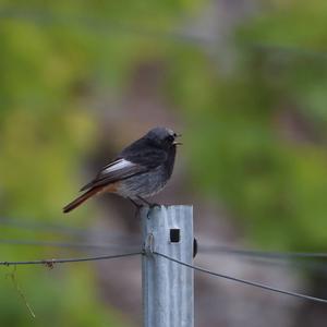 Black Redstart