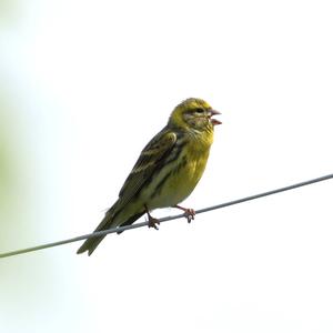 European Serin