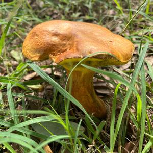 Unknown Species
