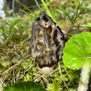 Black Morel