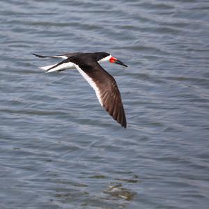 Black Skimmer