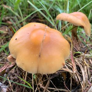 Unknown Species