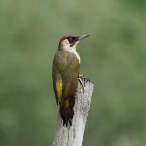 Eurasian Green Woodpecker