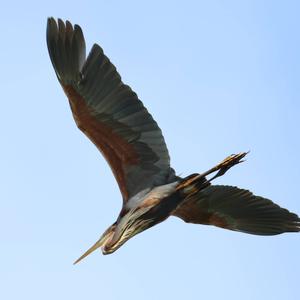 Purple Heron