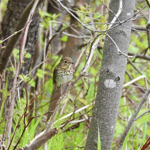 Swainson's Thrush