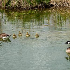 Canada Goose