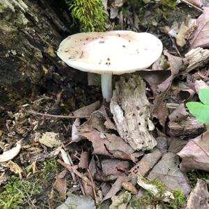 Fawn Mushroom