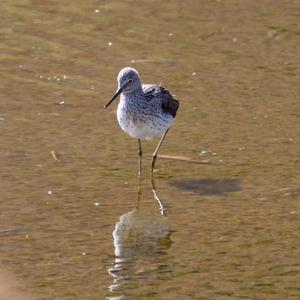 Common Greenshank