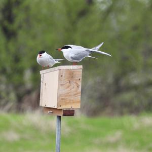 Common Tern