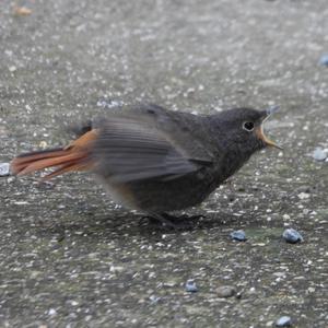 Black Redstart