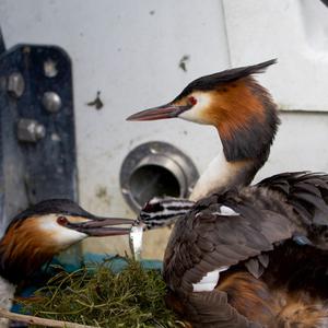 Great Crested Grebe