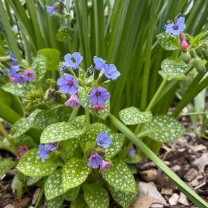 Lungwort