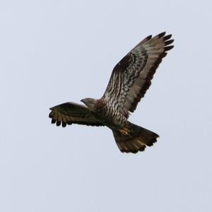 European Honey-buzzard