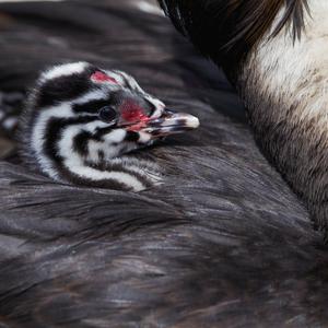 Great Crested Grebe