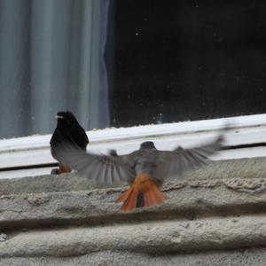 Black Redstart