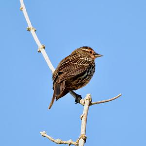 Red-winged Blackbird