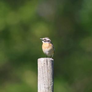 Braunkehlchen