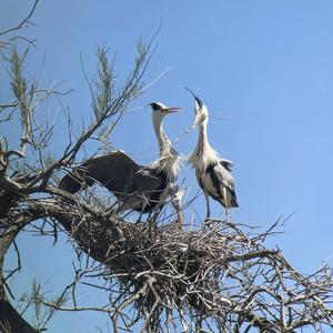 Grey Heron