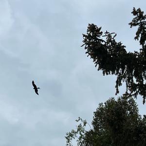 Red Kite