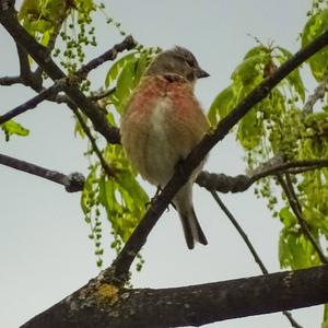 Eurasian Linnet