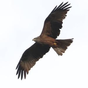 Black Kite