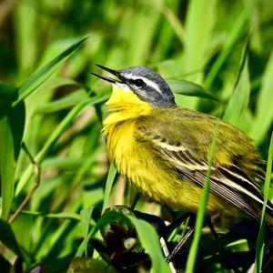 Yellow Wagtail