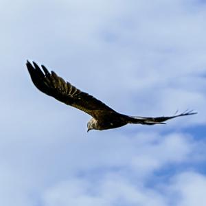 Black Kite