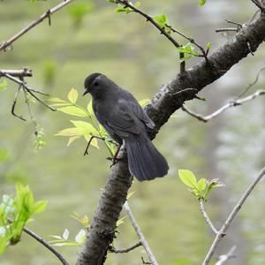 Grey Catbird