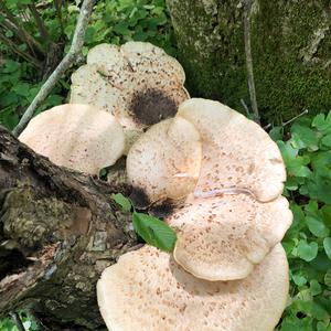 Dryad`s Saddle