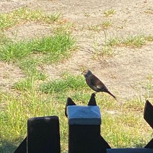 Eurasian Linnet