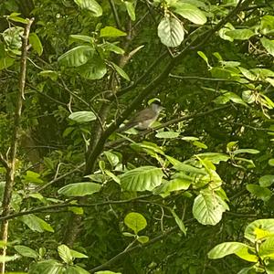 Blackcap