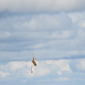 Common Kestrel