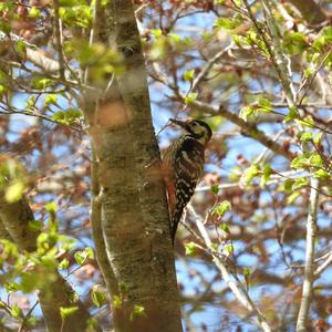 White-backed Woodpecker