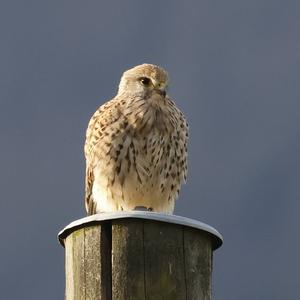 Common Kestrel