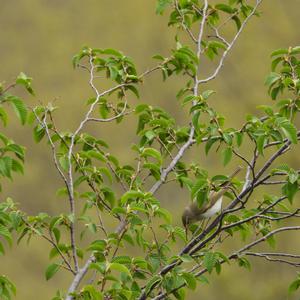 Bonelli's Warbler