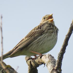 Corn Bunting