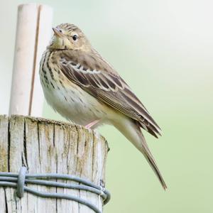 Tree Pipit