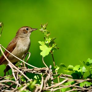 Common Nightingale