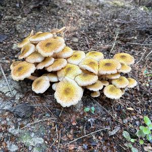 Honey Fungus