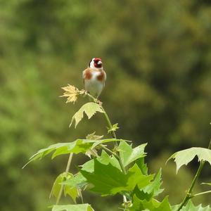 European Goldfinch