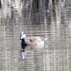 American Wigeon